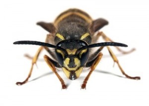 Wasp - Vespula vulgaris